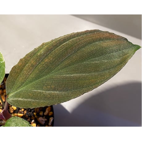 Homalomena humilis  from Cameron Highlands [TK150815]