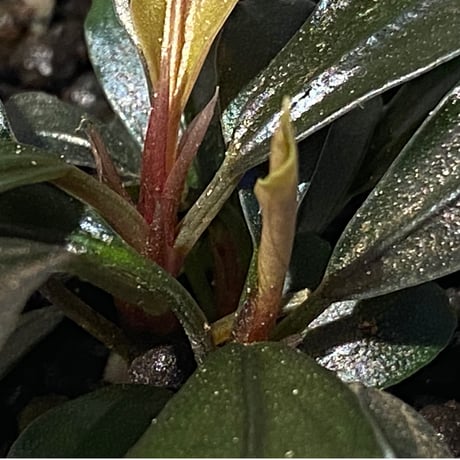 (４芽) Bucephalandra sp. "Batang kawa" 組織培養水上育成株
