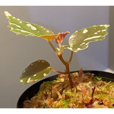 Begonia sp. "雪の宿" from Lampung sumatera [LA0217-01]