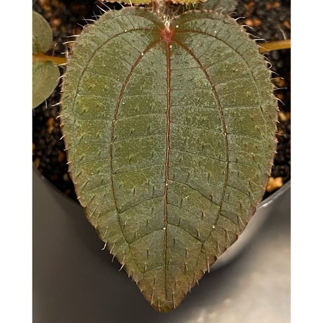 Phylagathis sp. from Cao Bang. Vietnum
