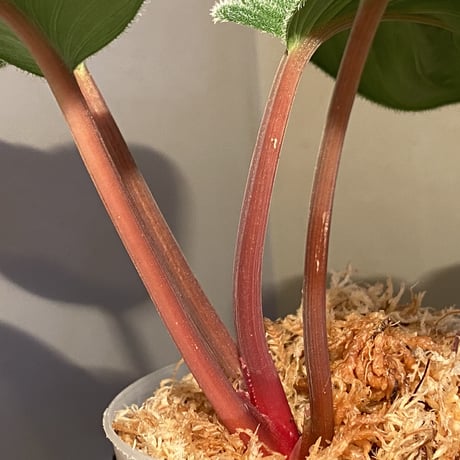 (大株) Homalomena sp. from Sumatera Utara [LA0718-z-u]