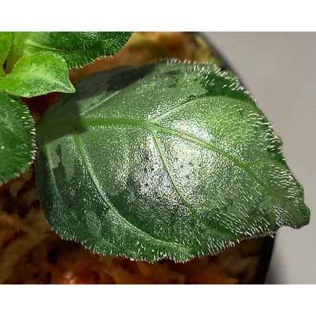 Gymnostachyum sp. from Aceh sumatera [LA1116-02]