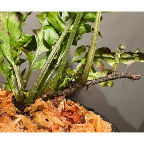 Bolbitis sinuosa from Philippines