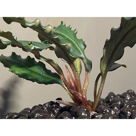 Bucephalandra sp. from "Mangat" [MF0417-2A]