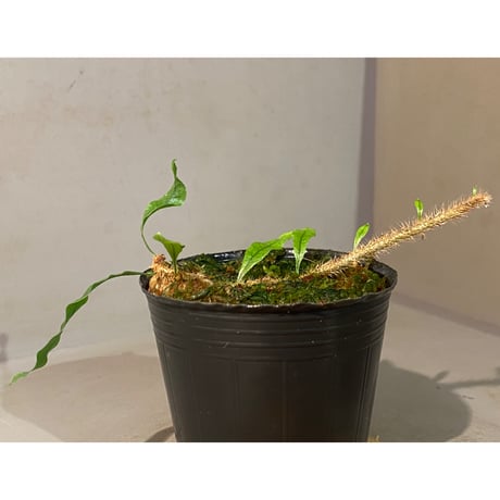 Microgramma lycopodioides from Guatemara 伊藤蟻植物農園