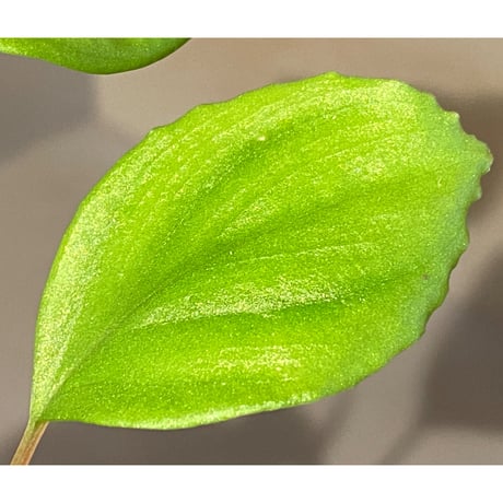 Homalomena sp. 赤A from Sepuluh Koto [TK061117-wf1] KZT