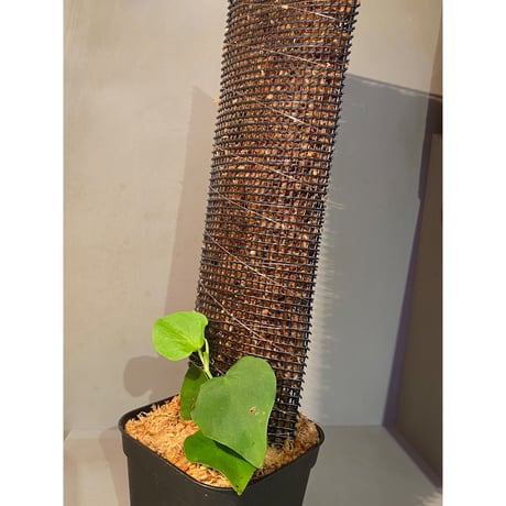 Philodendron sp. from Iquitos Peru [tanakay]