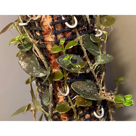 Pilea imparifolia from Iquitos Peru [tanakay]