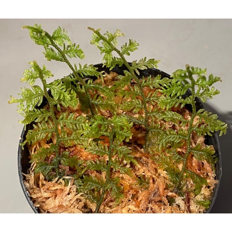 Moss(Thudium?) sp. from Aceh sumatera ②