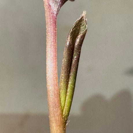Spatholirion sp. from Guangxi