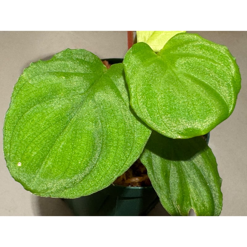 Homalomena sp. from Malalak [TK110117] | M・R・G・R