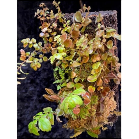 Pilea imparifolia from Iquitos Peru [tanakay]