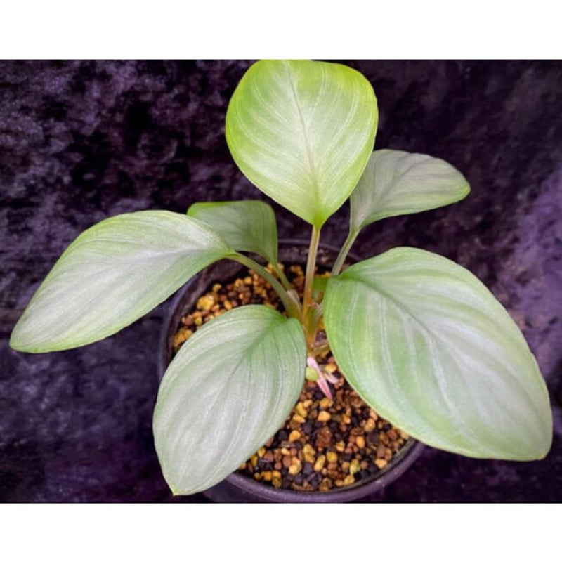 Homalomena 濡烏×Aceh Silver 【SSP23-01-f1】 homalomena sp. ' 銀鮫 ' Aceh sumatera | KZT PLANTS