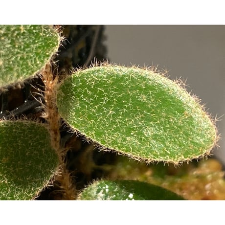 Pyrrosia nummularifolia from Santa Fe Luzon Philippines [KSB]