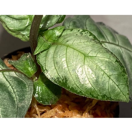 Gymnostachyum sp. "type C" from Aceh Selatan [HW0816-02]