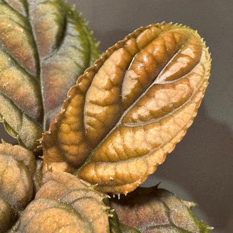 Ardisia sp. from Vietnam