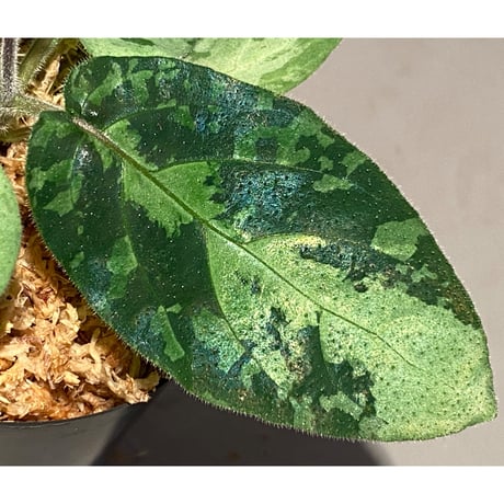 Gymnostachyum sp. f1 from Aceh sumatera [LA0816-1ss]