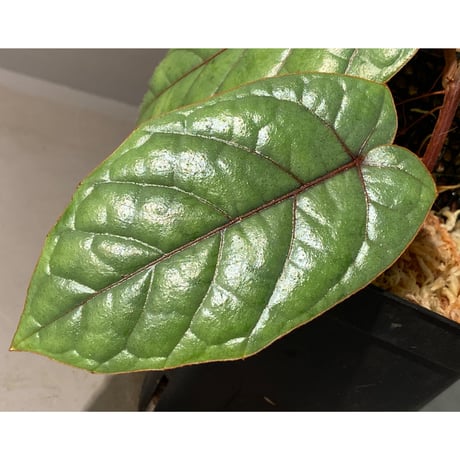 Pterisanthes sp. from Sabah-1 [R0515-01a]