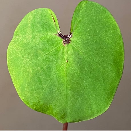 Colocasia pharaoh’s mask