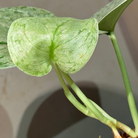 Scindapsus sp. "Silver Cloud"
