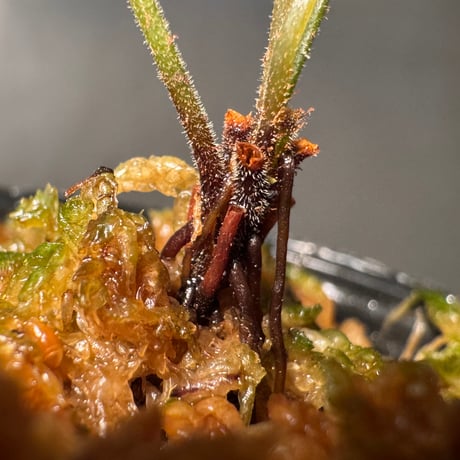 Bolbitis sp . from Tanintharyi (Tennasserim) North Malay Peninsula