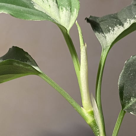 Aglaonema pictum "BB4.5th" BNN from Sibolga timur [AZ0617-43] No4