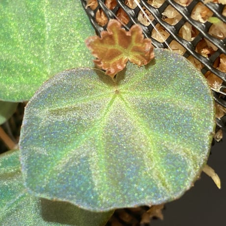 Begonia sp. from Sarawak