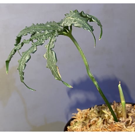 Anthurium polyschistum from Napo Ecuador [tanakay]