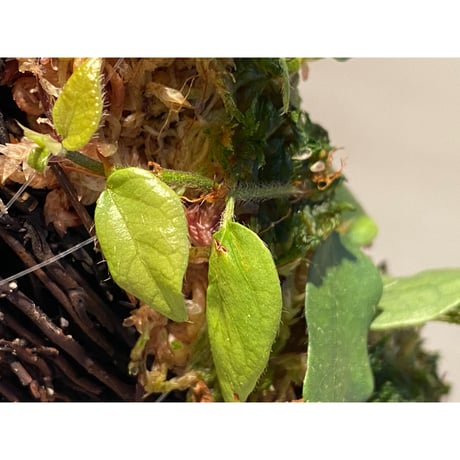 Ficus sp. from Murung raya [LA0515-05]