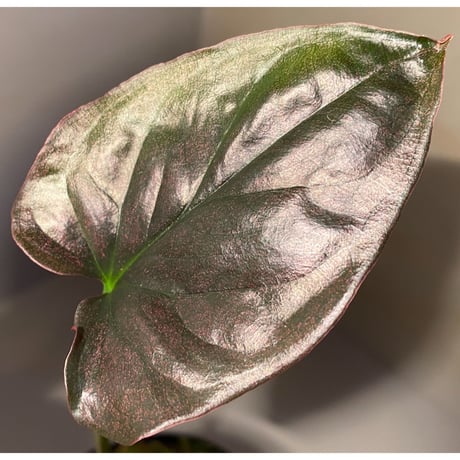 Syngonium sp. from Choco Colombia [tanakay]