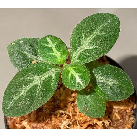 Gymnostachyum sp. f1 from Sumatera Barat [LA0414-01]