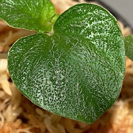 Peperomia sp. from Iquitos Peru [tanakay]