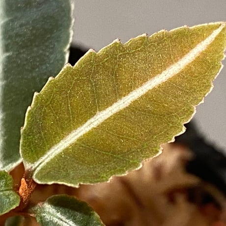 Labisia pumila from Solok sumatera [LA0117-01]