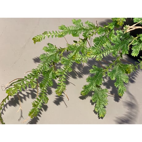 Selaginella sp. from Iquitos Peru [tanakay]