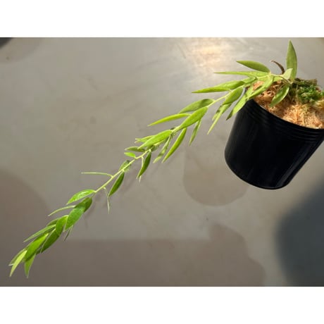 Ceratostema rauhii ②