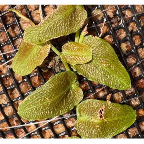 Pothos barberianus from Kapuas fulu West Kalimantan