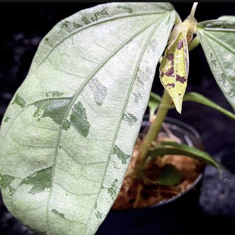 Elatostema sp. from Nopphitam [TK260915]