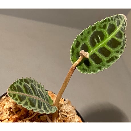 Labisia sp. from Riau sumatera [LA0815-01]