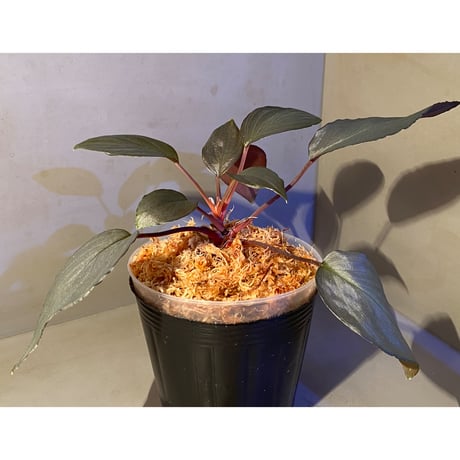 Homalomena sp."赤鉄鉱” from Kepulauan Riau [SGP import] KZT