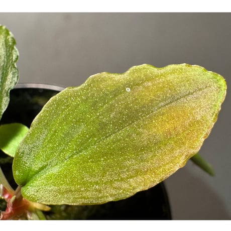 (タグ付き) Homalomena sp. Sabah-2 [R1217-01c]