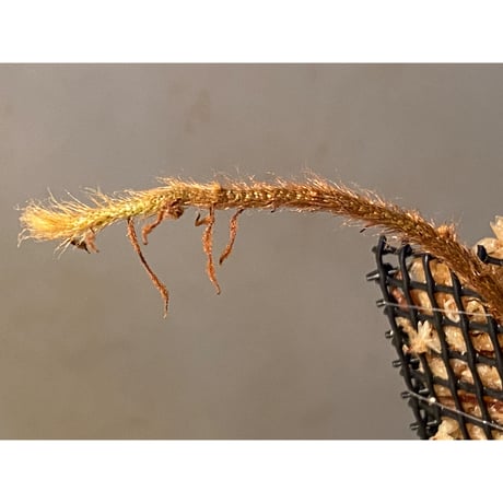 Microgramma lycopodioides from Costa Rica 伊藤蟻植物農園