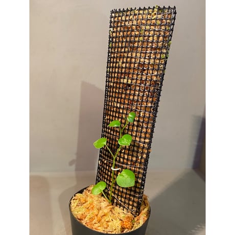 Peperomia sp. from Choco Colombia [tanakay]