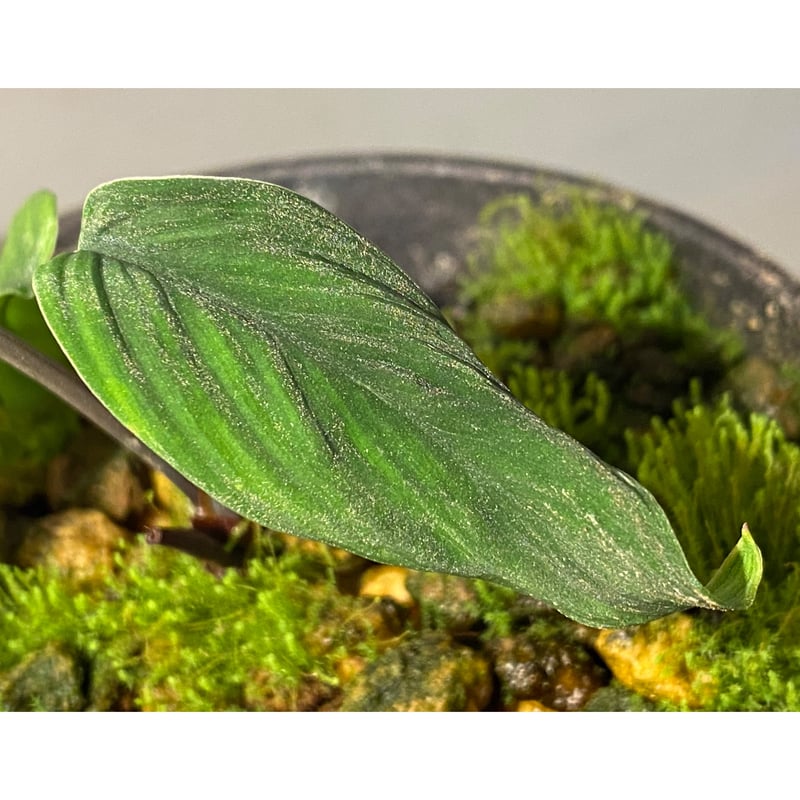 タグ付き) Homalomena plicata 