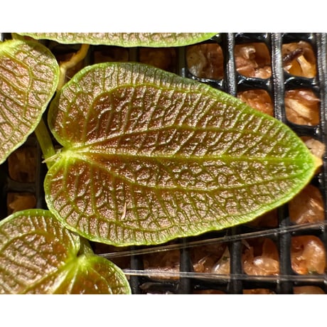 Pothos barberianus from Kapuas fulu West Kalimantan