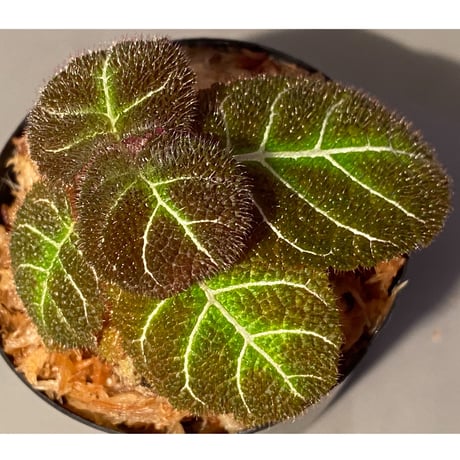 Pearcea hypocyrtiflora from Rio Napo Ecuador [tanakay] 白葉脈