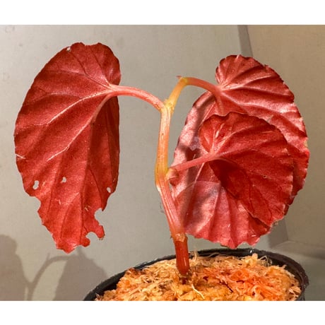 Begonia sp. from Kapuas hulu