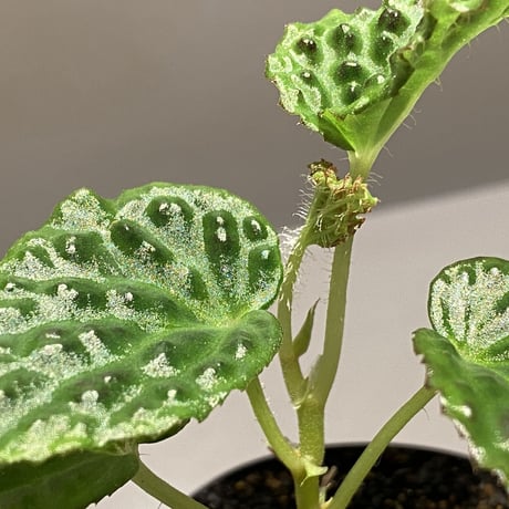 Begonia dracopelta from Borneo