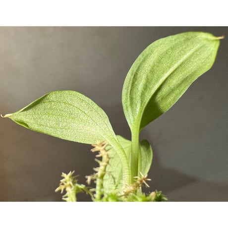 Homalomena sp . from Jerteh [TK090118-2]