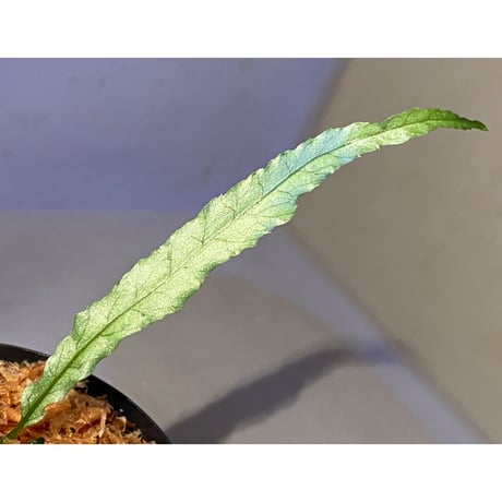Microsorum sp. "Short Dragon Tail"