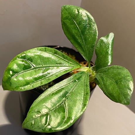 Elatostema sp. from Nopphitam [TK260915]